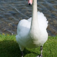 Mute Swan